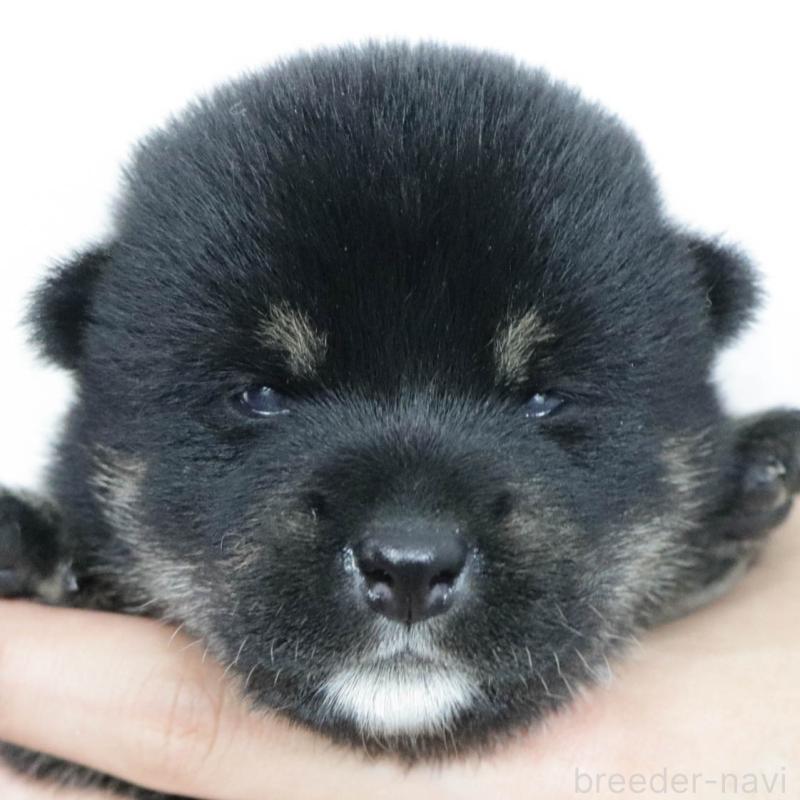 販売中の愛知県の柴犬-402734の3枚目